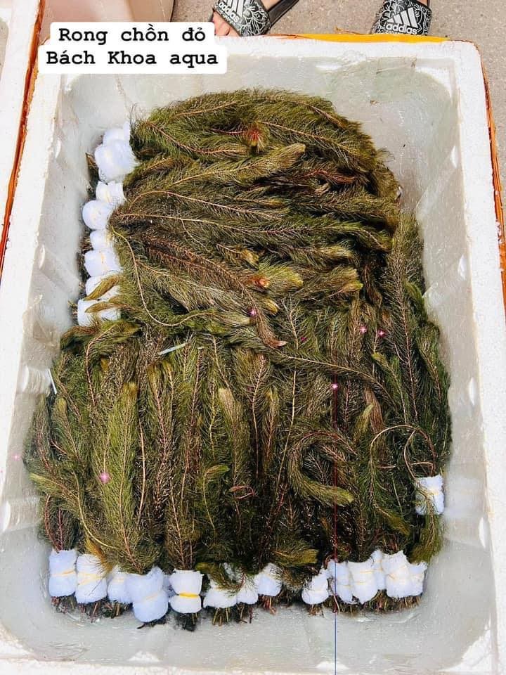 Cây thủy sinh - Rong đuôi chồn đỏ